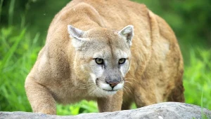 Puma (zdjęcie ilustracyjne)
