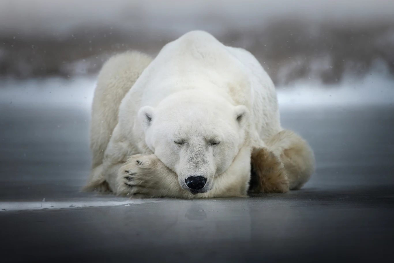 Niedźwiedź polarny z Churchill w prowincji Manitoba w Kanadzie Śpiący niedźwiedź polarny leży z głową na łapie na zamarzniętym lodzie, Churchill, Kanada.