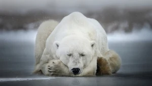 Niedźwiedź polarny z Churchill w prowincji Manitoba w Kanadzie