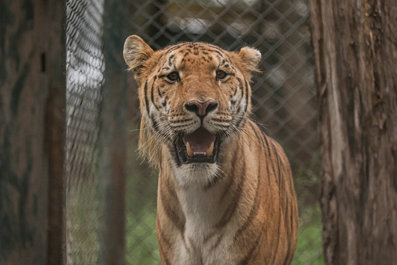 Jeden z tygrysów z zoo w Lujan Tygrys stojący na tle siatki, z szeroko otwartym pyskiem i skupionym spojrzeniem.