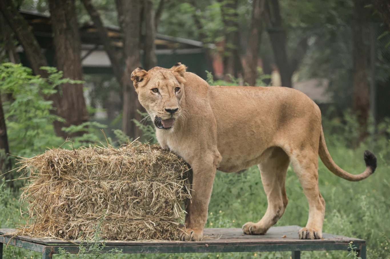 Zoo w Lujan zamknięto z powodu doniesień o znęcaniu się nad zwierzętami