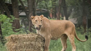 Zoo w Lujan zamknięto z powodu doniesień o znęcaniu się nad zwierzętami