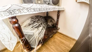 Jeżozwierz wdarł się do domu w gminie Leoncin