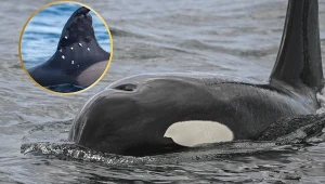 Orka z Hiszpanii ostała postrzelona śrutem