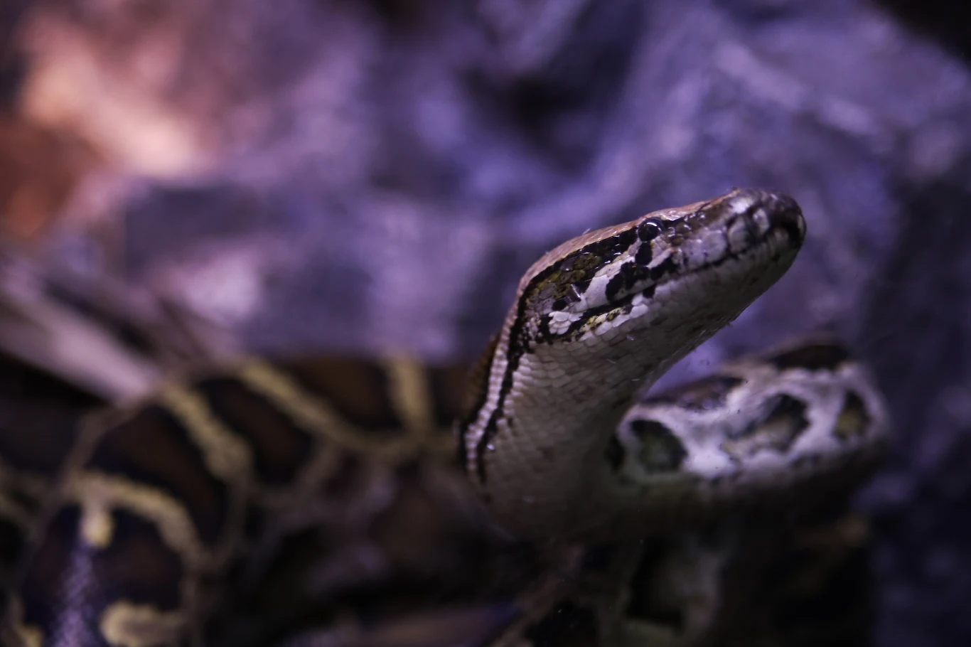 Pyton wydostał się z terrarium i wzniecił pożar w szkole