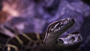 Pyton wydostał się z terrarium i wzniecił pożar w szkole