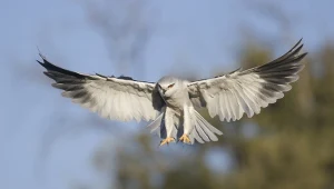 Kaniuki pojawiają się w Polsce, ale być może pojawiały się wcześniej