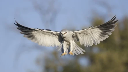 Kaniuki pojawiają się w Polsce, ale być może pojawiały się wcześniej