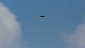 Dron zestrzelony w Rumunii. Rzecznik NATO: Prawdopodobnie rosyjski