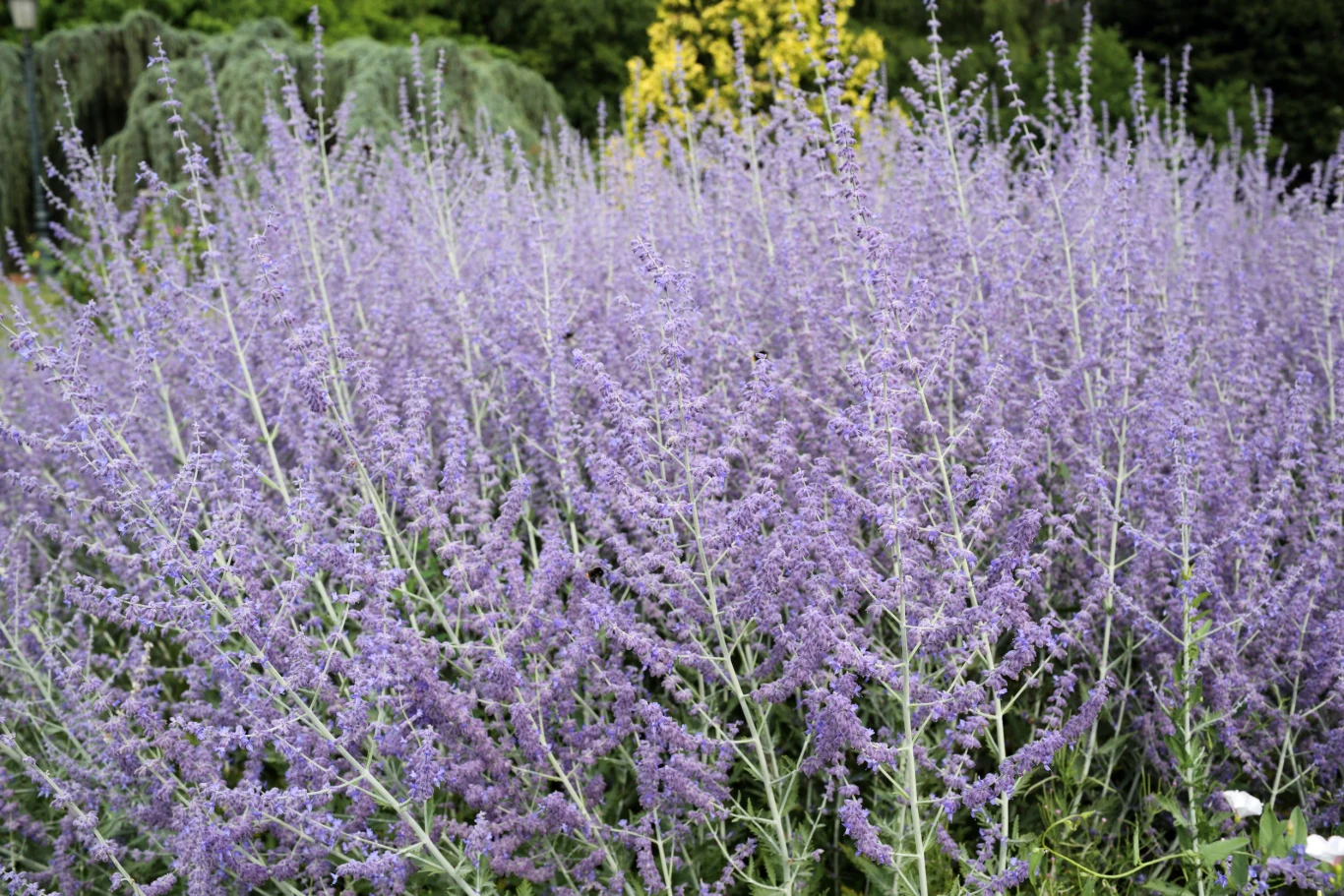 Perowskia łobodolistna jest podobna do lawendy. Gęste, fioletowe kwiaty perowskiej łobodolistnej tworzące rozległą, puszystą kępę w zielonym ogrodzie.