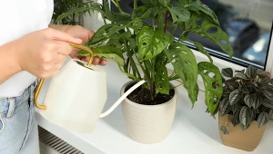 Monstera w sierpniu potrzebuje nawozu. Ale co z innymi roślinami?