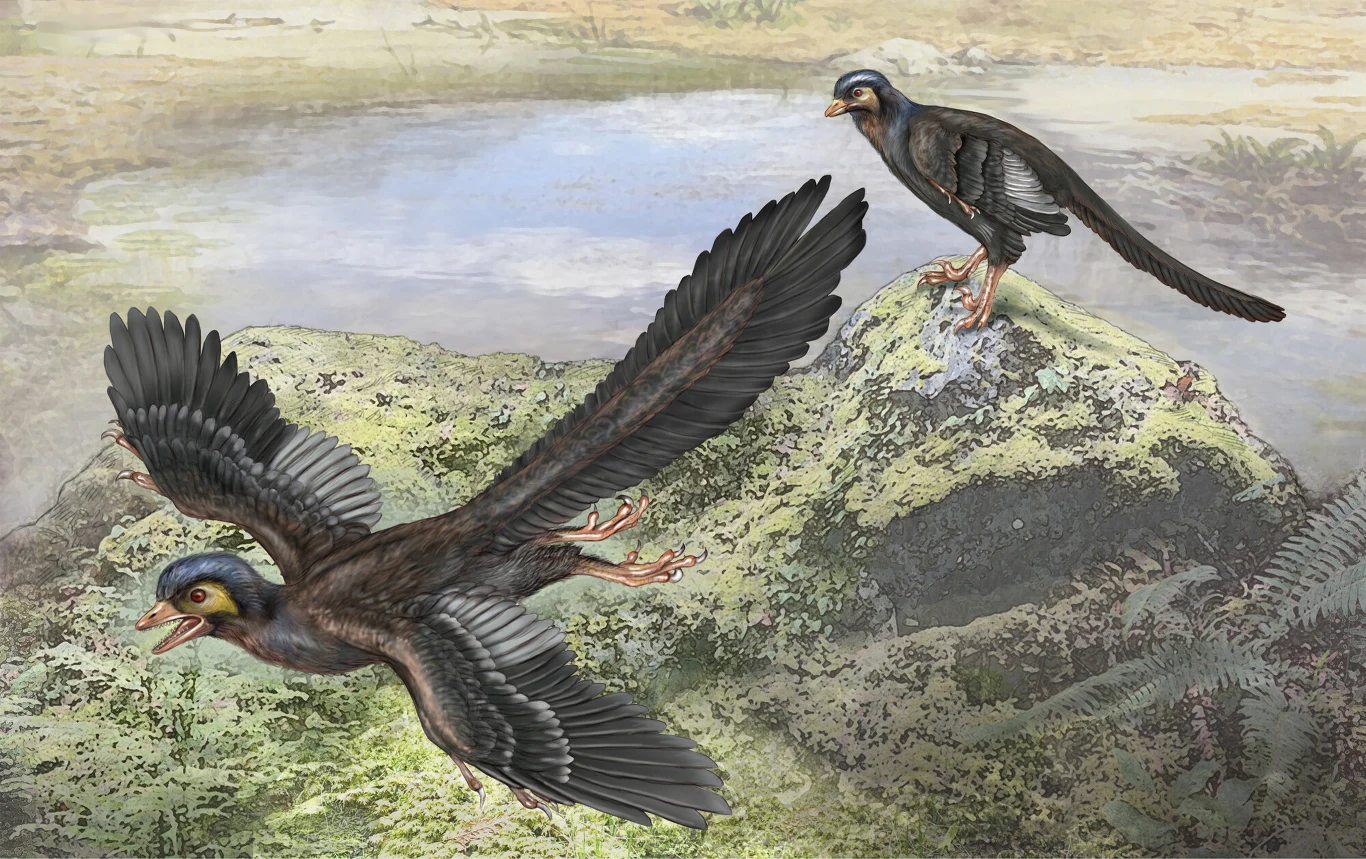 Archeopteryks potrafił wzbić się w powietrze, ale czy rzeczywiście latał? Dwa archeopteryksy z rozpostartymi skrzydłami, jeden skacze ze skały, drugi przygotowuje się do lotu; tło: roślinność, woda.