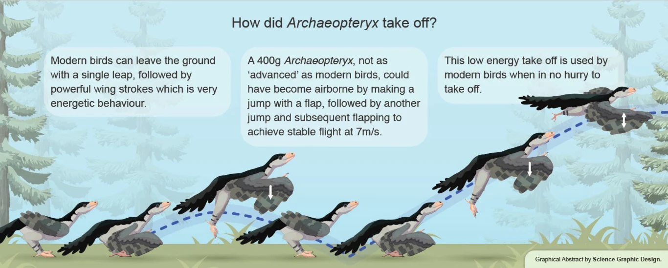 Sekwencja ruchów Archaeopteryx podczas startu, począwszy od biegu po ziemi, przez skok, machnięcie skrzydłami, kolejny skok i ostatecznie fazę stabilnego lotu na tle roślinności leśnej.
