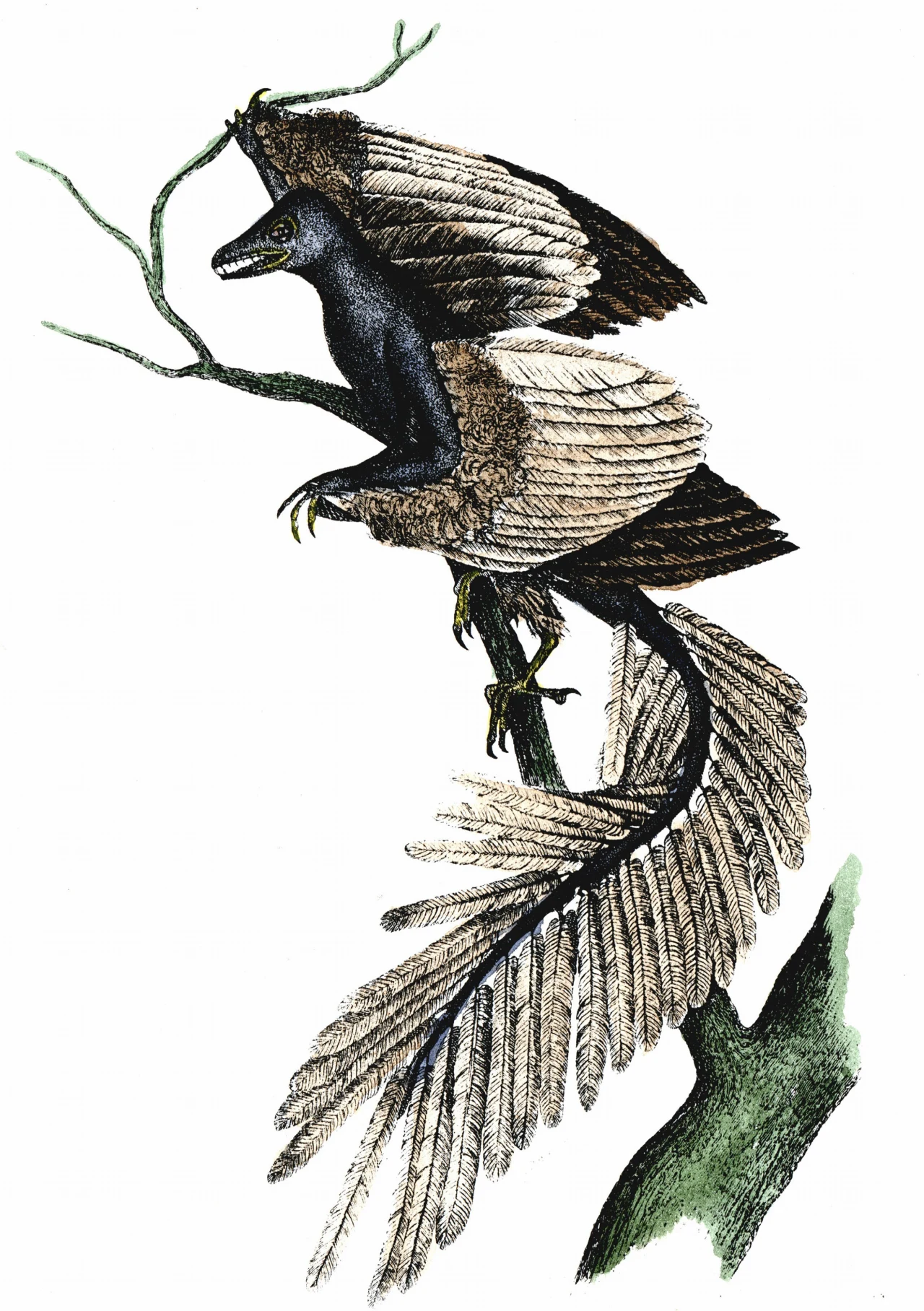 Archeopteryks nie miał mocnej konstrukcji barków i mostka, ale dysponował silnymi nogami Archeopteryks z rozpostartymi skrzydłami i długim, pierzastym ogonem siedzący na gałęzi drzewa.