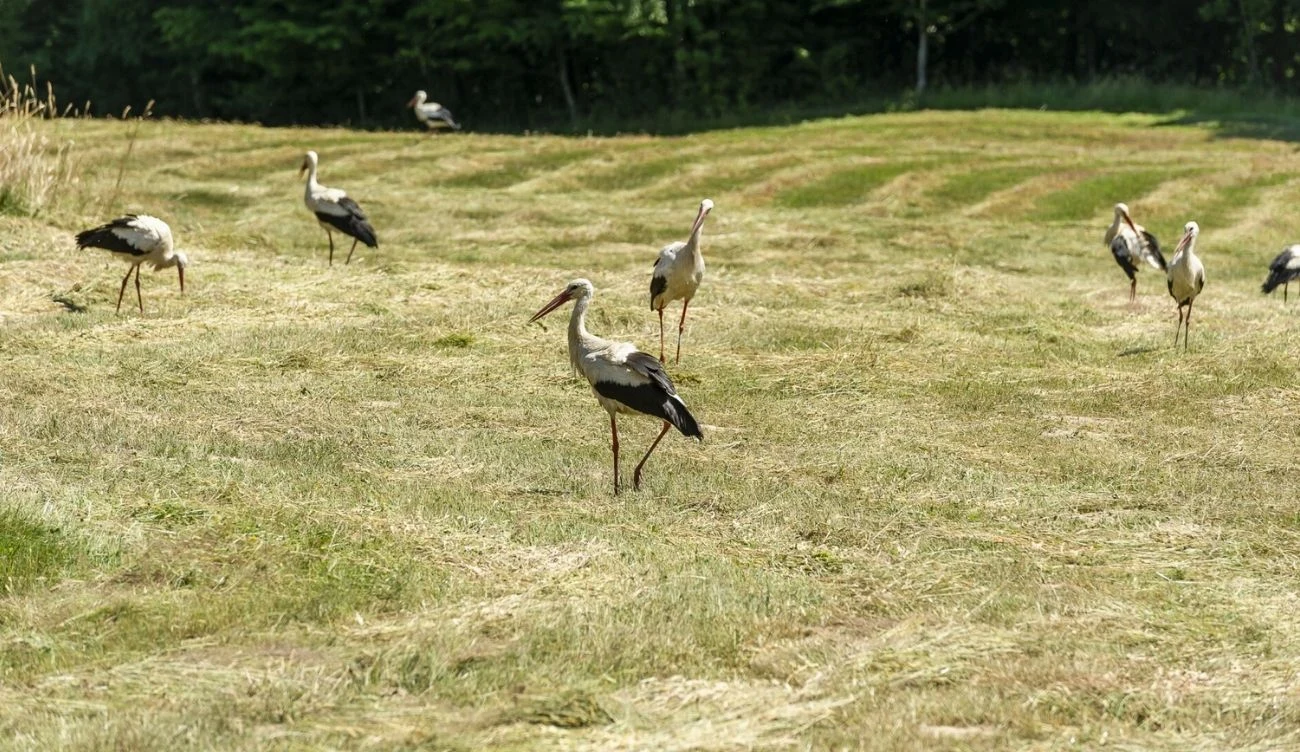 Podczas migracji bociany kierują się złożonym systemem biologicznym Grupa bocianów żerująca na świeżo skoszonej łące, w tle widoczna krawędź lasu podczas migracji.