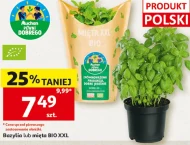 Bazylia Auchan