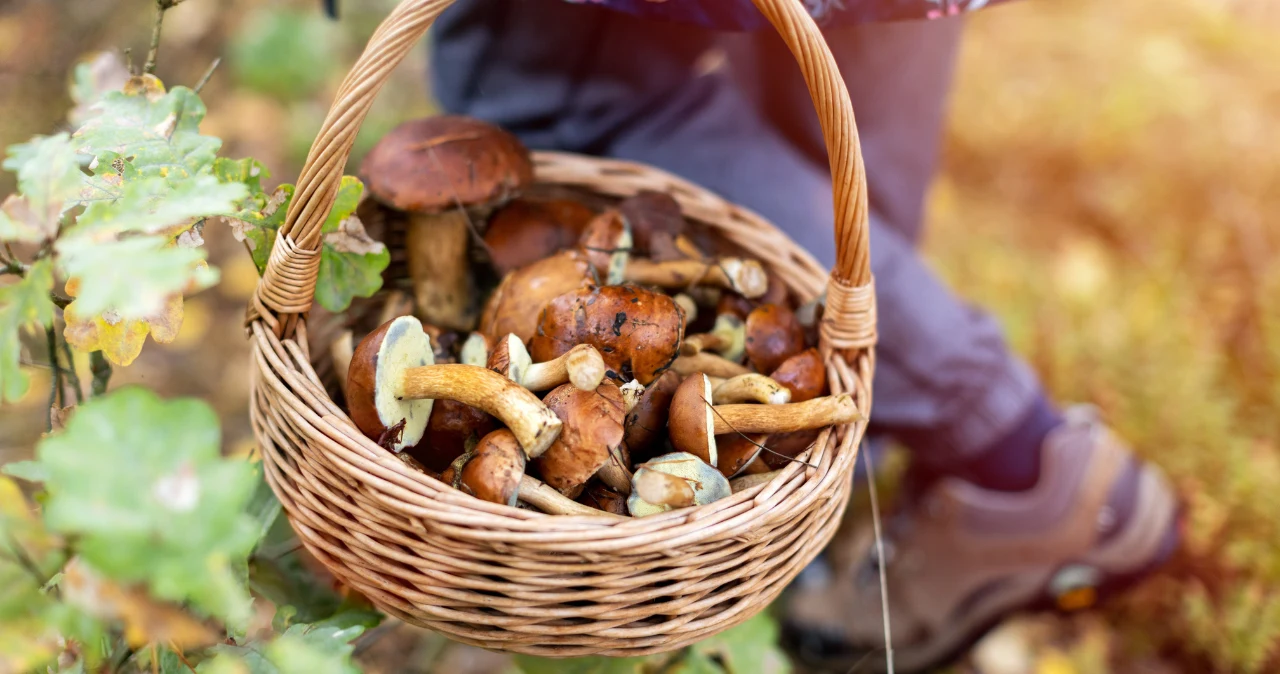 Bricomarché ma hit dla grzybiarzy. W sezonie na grzyby będzie jak znalazł Kosz wiklinowy z grzybami trzymany przez osobę w odzieży outdoorowej na tle leśnej ścieżki.