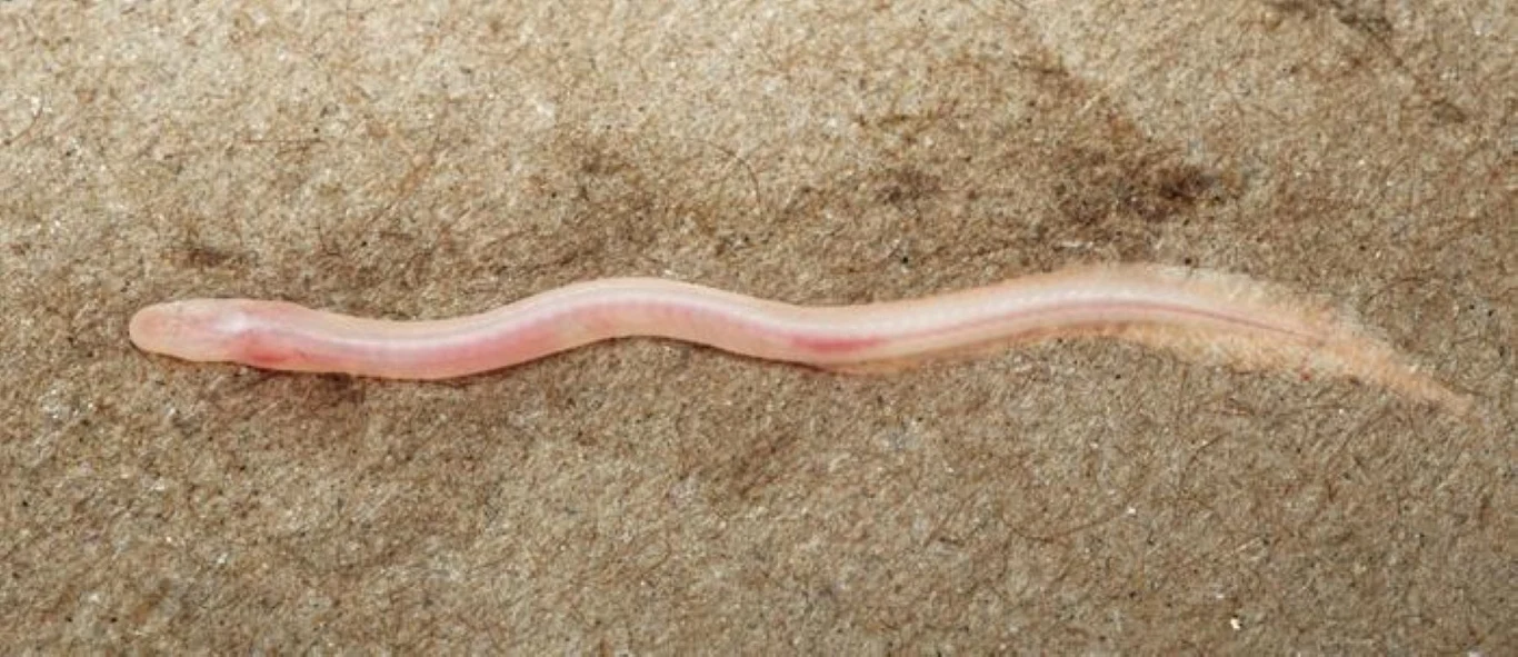 Gangaichthys indonepalicus przypomina robaka, ale to ryba Gangaichthys indonepalicus – długie, różowe ciało podobne do robaka, pełzające po brązowym podłożu.