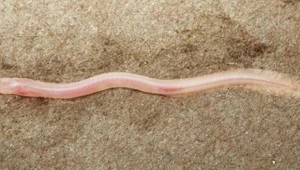 Gangaichthys indonepalicus przypomina robaka, ale to ryba