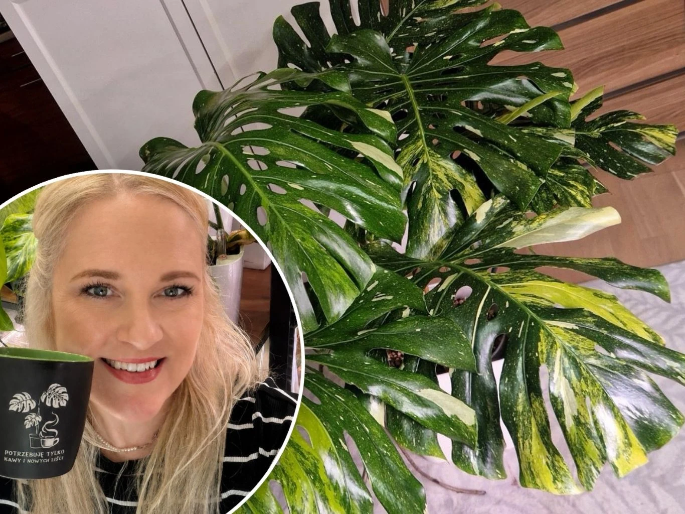 Justyna z Just Rare Plants ma około 1000 roślin. Opowiada o rzadkich okazach, cenach, kolekcjonowaniu, trendach i pułapkach rynku roślin. Monstera deliciosa Miracle (Tricolor) Duża, zielona monstera o liściach z żółtymi przebarwieniami ustawiona w białej donicy; w okrągłej ramce uśmiechnięta kobieta trzymająca czarny kubek z nadrukiem liścia i napisem.
