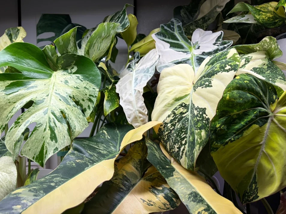 Monstera Bulbasaur, Philodendron Gloriosum Tricolor Duże liście monstery o wyraźnie pstrym ubarwieniu, z nieregularnymi plamami w różnych odcieniach zieleni, żółci i bieli.