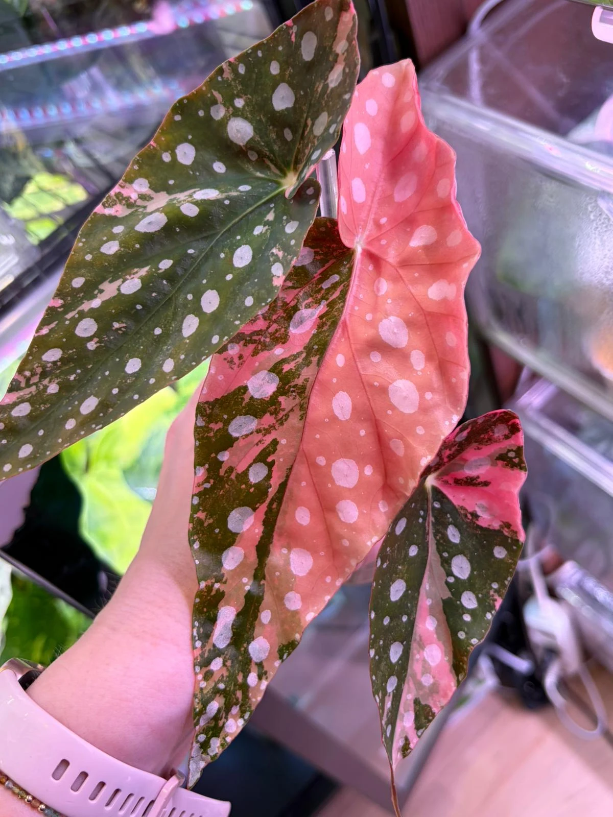 Begonia maculata Pink Trzy charakterystyczne liście Begonii o zielono-różowym zabarwieniu i białych, okrągłych plamkach, trzymane w dłoni na tle wnętrza z akwarium lub terrarium.