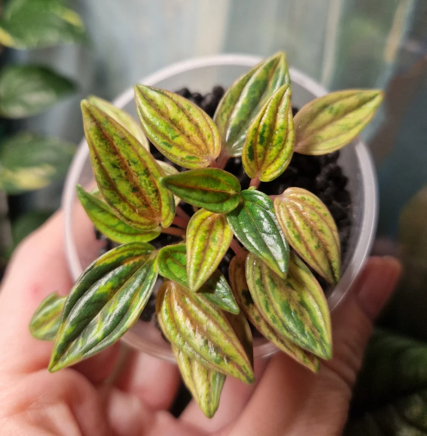 Peperomia caperata 'Rosso' Mała doniczka z młodą rośliną o podłużnych liściach w odcieniach zieleni i żółci, charakterystycznie prążkowanych.