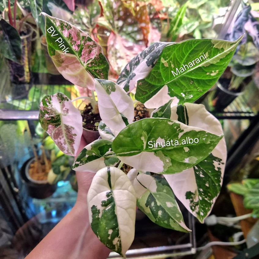 Alocasia Cuprea Latte Ręka trzyma doniczkę z okazałą rośliną o liściach w biało-zielonych i różowych wzorach, z wyraźnie oznaczonymi odmianami: BV Pink, Maharani oraz Sinuata albo; w tle rozmyte liście innych roślin doniczkowych.