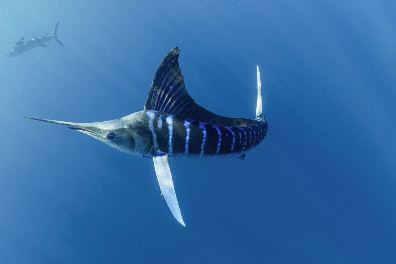 Błękitno-srebrny marlin z długim, ostrym dziobem i wyraźnymi, poziomymi pasami na ciele płynie w przejrzystej, głębokiej wodzie oceanu.