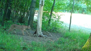 Puma w lasach Nadleśnictwa Świdnica