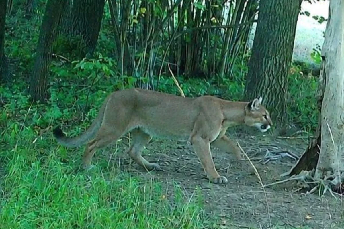 Na terenie leśnictwa Lutomia w Nadleśnictwie Świdnica zarejestrowano pumę / fot. Nadleśnictwo Świdnica, Lasy Państwowe Puma zarejestrowana przez fotopułapkę w leśnictwie Lutomia, Nadleśnictwo Świdnica, przemierzająca las.