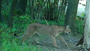 Puma uchwycona przez fotopułapkę w Nadleśnictwie Świdnica. Wydano alert