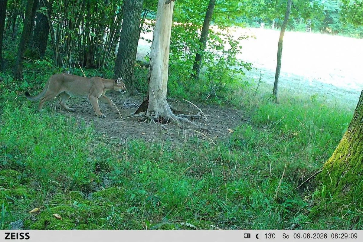 Leśnicy apeluje o zachowanie szczególnej ostrożności w związku z pojawieniem się w lesie pumy / fot. Nadleśnictwo Świdnica, Lasy Państwowe Puma przemierza leśną polanę, obok starego, obumarłego drzewa, otoczona bujną zielenią i światłem wpadającym z prawej strony kadru.