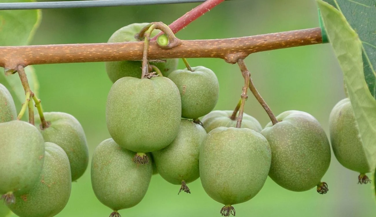 Mini kiwi przyciąga uwagę naukowców. Zdrowe i możliwe do uprawy w Polsce