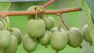 Mini kiwi przyciąga uwagę naukowców. Zdrowe i możliwe do uprawy w Polsce