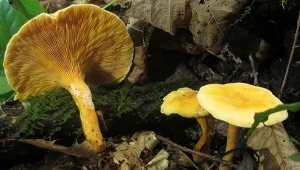 Gęste blaszki i cienki trzonek to cechy lisówki pomarańczowej.