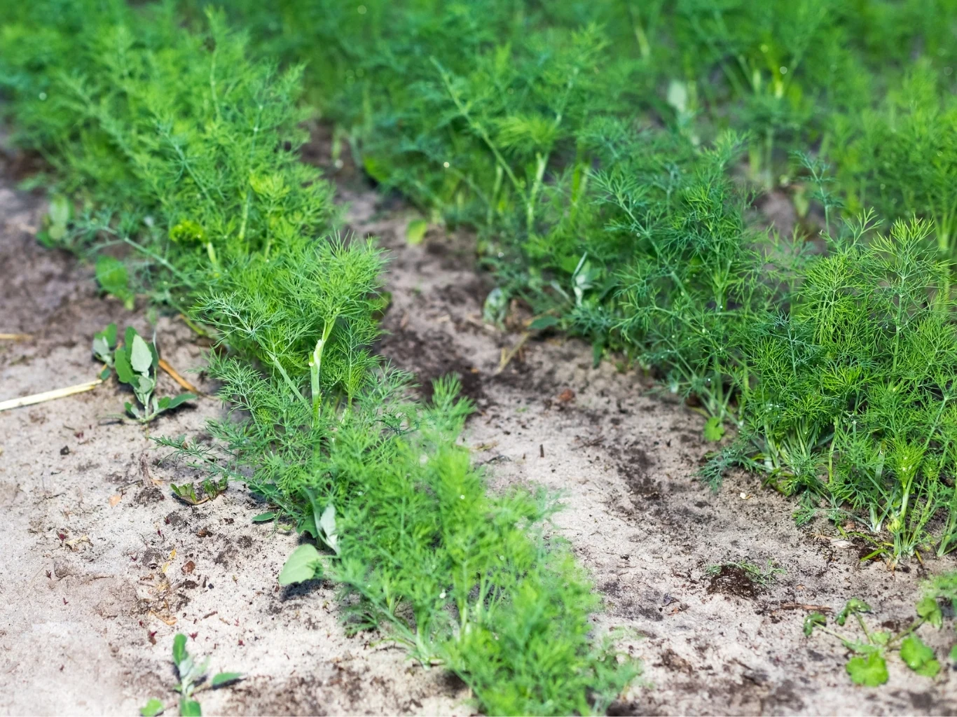 Rzędy zielonego koperku rosnącego na grządkach w ogródku, otoczone lekko wilgotną ziemią.