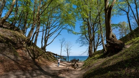 Lisi Jar można podziwiać nad Bałtykiem