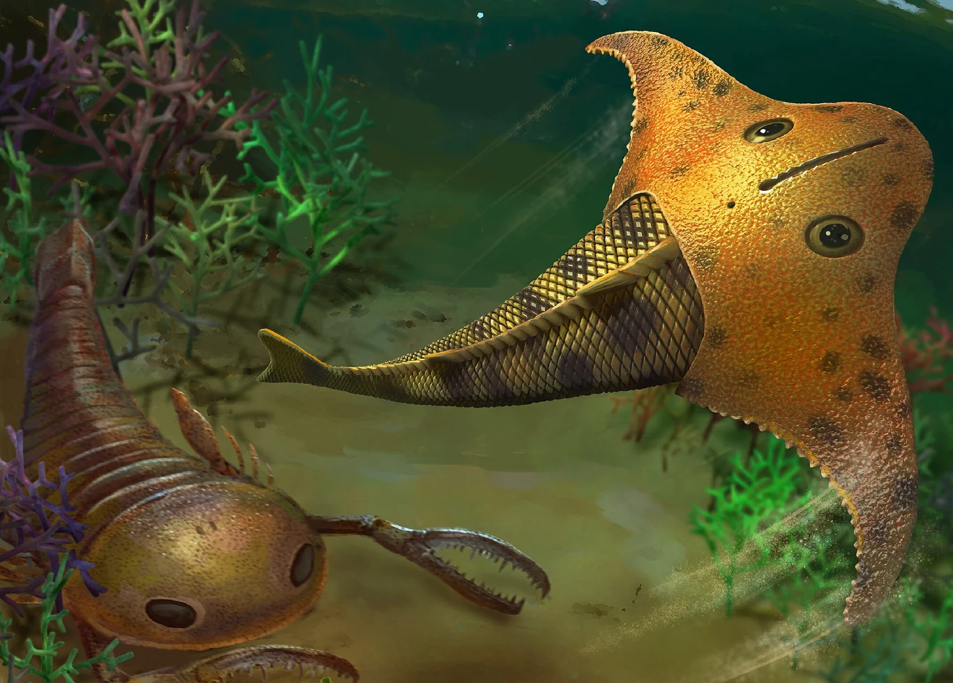 Bataspis crux był bezszczękową rybą z epoki dewonu Dwie pradawne ryby morskie, jedna z szerokim, płaskim ciałem o siateczkowym wzorze, druga z pancerzem i odnóżami.