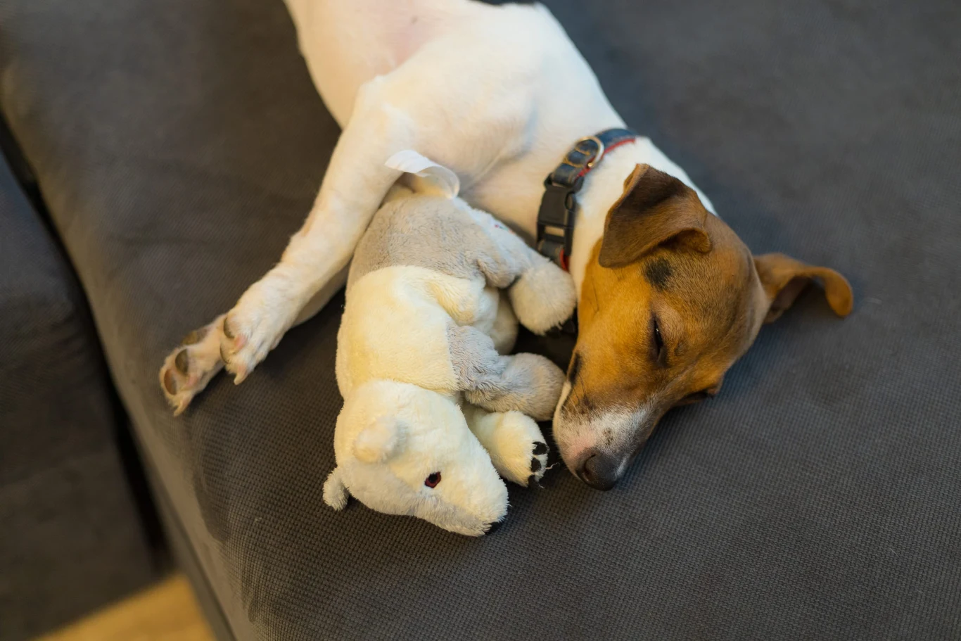 Mały pies rasy Jack Russell Terrier śpi na szarej kanapie, opierając głowę na pluszowej zabawce w kształcie niedźwiedzia.
