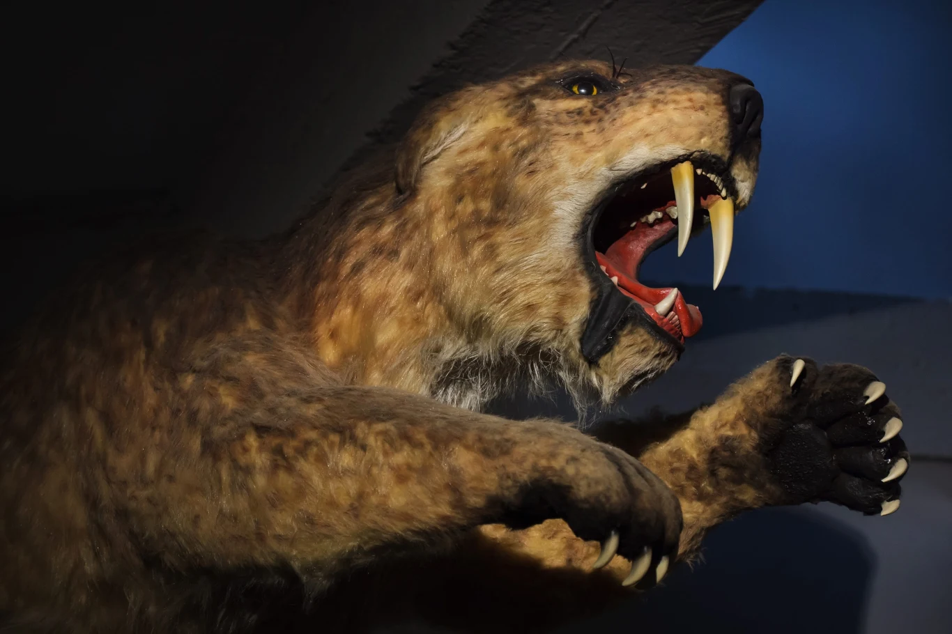 Smilodon był największym kotem szablozębnym Szablozębny kot Smilodon z szeroko otwartą paszczą i widocznymi długimi kłami, wysunięte pazury.