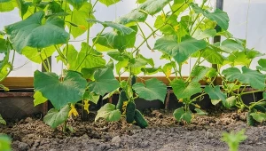 Ogórki kończą plonowanie? To najlepszy moment, aby wybrać roślinę na poplon