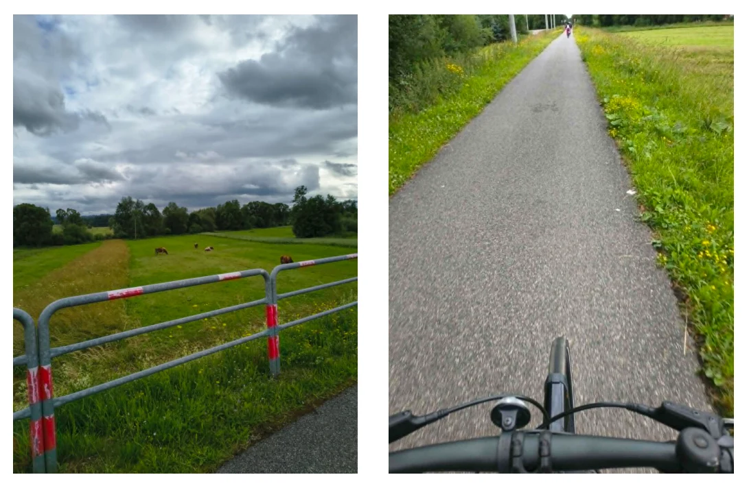 Trasa Velo Dunajec oferuje piękne widoki Fot./GabrielaWójcik Rowerowa ścieżka biegnąca wzdłuż zielonej łąki z pasącymi się krowami, widok na kierownicę roweru oraz metalowe barierki oddzielające trasę od pastwiska.