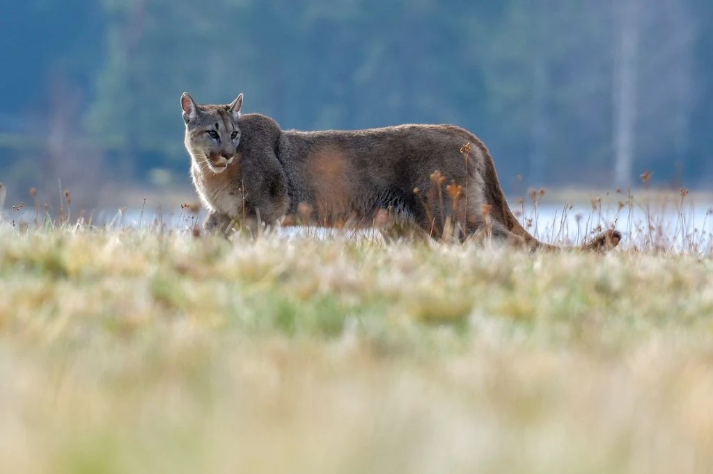Jedwabne. Władze gminy z apelem, w lesie widziano pumę (zdj. ilustracyjne) Puma na leśnej łące.