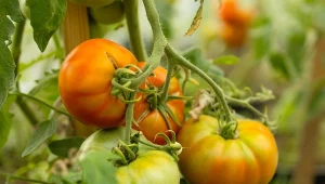 Podsyp każdy krzaczek pomidora. Zapomnisz o suchej zgniliźnie owoców