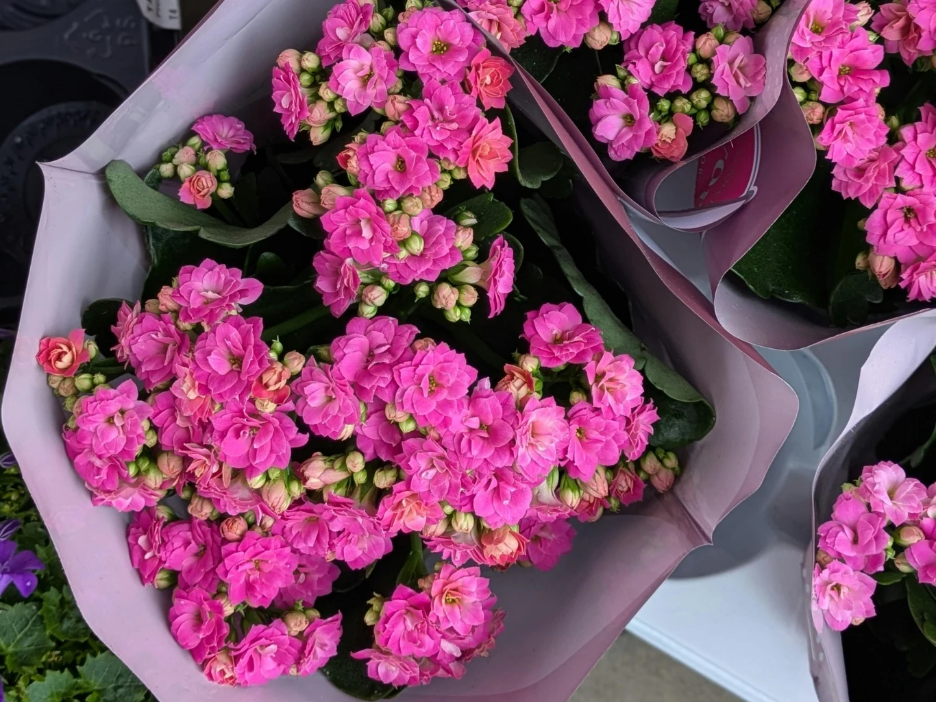 Intensywnie różowe kwiaty kalanchoe z ciemnozielonymi liśćmi, otoczone plastikową folią.