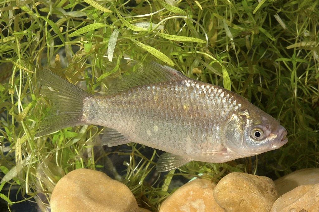 Tony martwych ryb w Kanale Gliwickim. Między innymi karasie Karasie w Kanale Gliwickim, jedna srebrzysta ryba z zaokrąglonym ciałem nad kamieniami i zielonymi roślinami wodnymi.