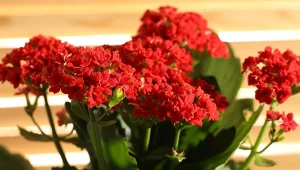 Trik florystów na kwitnienie kalanchoe. Roślinę pokryje burza kwiatów