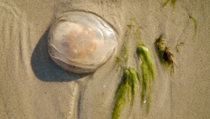 Setki meduz na bałtyckich plażach. Czy plażowicze mają powody do obaw?