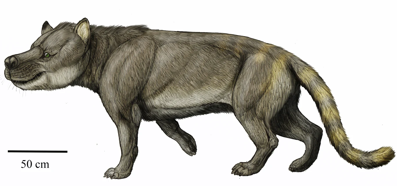 Megistotherium to jeden z największych drapieżnych ssaków w dziejach świata Duży, czworonożny ssak o krępej sylwetce, krótkich, mocnych łapach i wydłużonej kufie, pokryty gęstą, szarobrązową sierścią z jaśniejszymi i żółtawymi akcentami na ogonie; obok znajduje się podziałka umożliwiająca ocenę wielkości zwierzęcia.